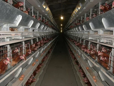 Оборудование для птицеферм Оборудование для птицеферм