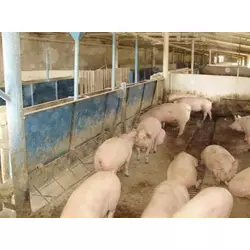 Станочное оборудование для свиноводства