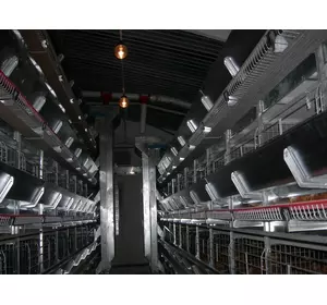 Клеточное оборудования для выращивания промышленного стада кур-несушек ОКН-3